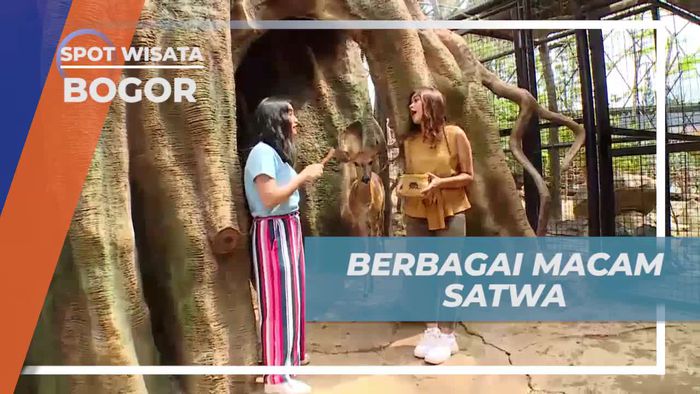 Menemukan Berbagai Satwa Menarik di Mini Zoo Afrika, Bogor