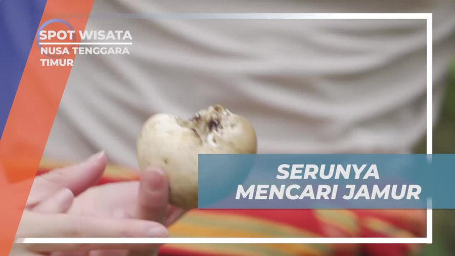 Menyaksikan Keseruan Mencari Jamur di Fatumnasi, Nusa Tenggara Timur