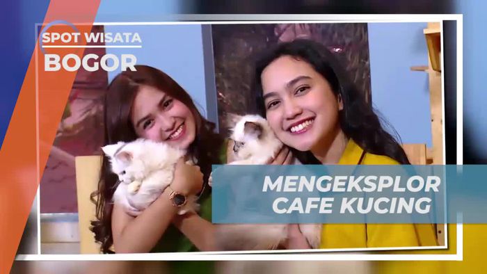 Mengeksplor Kafe Kucing Unik di Bogor