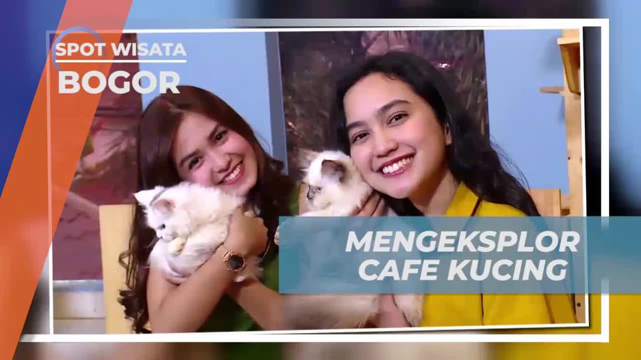 Mengeksplor Kafe Kucing Unik di Bogor