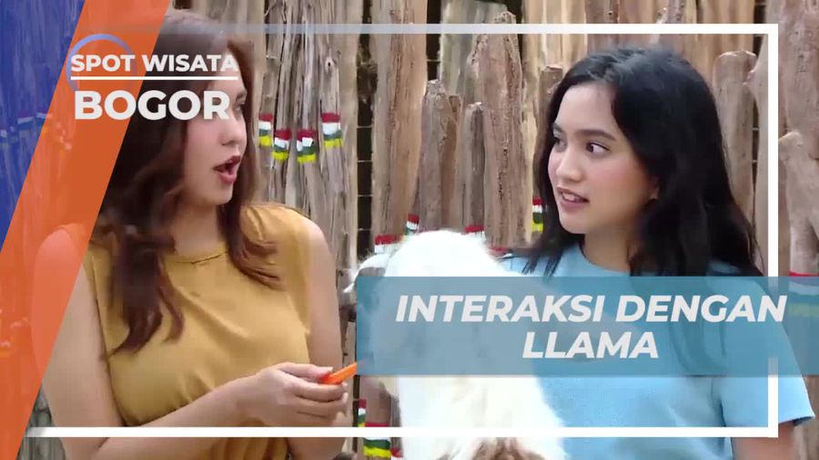 Berinteraksi Seru Dengan Llama di Mini Zoo Afrika, Bogor