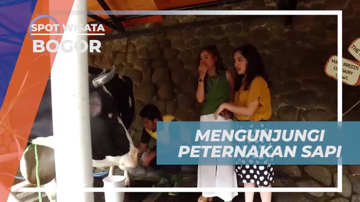 Mengalami Serunya Memerah Susu Sapi di Bogor