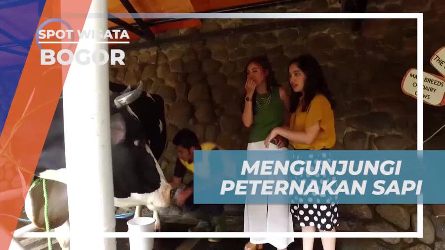 Mengalami Serunya Memerah Susu Sapi di Bogor