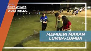Memberi Makan Lumba-lumba di Pantai Tangalooma, Australia