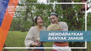 Merayakan Keberhasilan Mendapatkan Banyak Jamur di Fatumnasi, Nusa Tenggara Timur