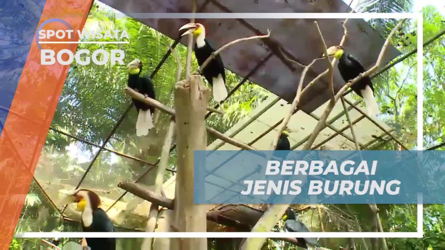 Bermain Dengan Spesies Burung Menarik di Bird Park, Bogor