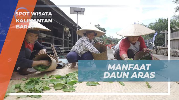 Menjelajahi Khasiat Daun Aras di Kalimantan Barat