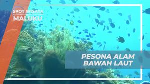 Mengungkap Pesona Alam Bawah Laut di Pantai Lubang Buaya, Maluku