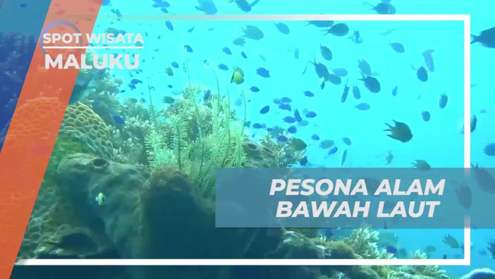 Mengungkap Pesona Alam Bawah Laut di Pantai Lubang Buaya, Maluku