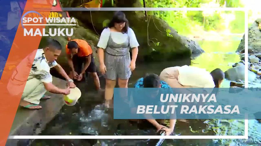 Menyaksikan Keunikan Belut Raksasa di Maluku