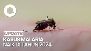 Video Kemenkes: 95% Kasus Malaria dari Wilayah Timur Indonesia