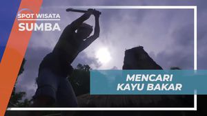 Mencari Kayu Bakar Untuk Masyarakat Desa di Sumba