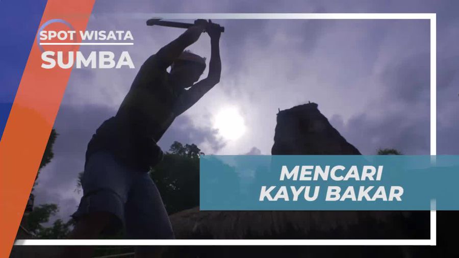 Mencari Kayu Bakar Untuk Masyarakat Desa di Sumba