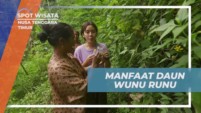 Mengumpulkan Daun Wunu Runu untuk Sikat Gigi Alami di Nusa Tenggara Timur