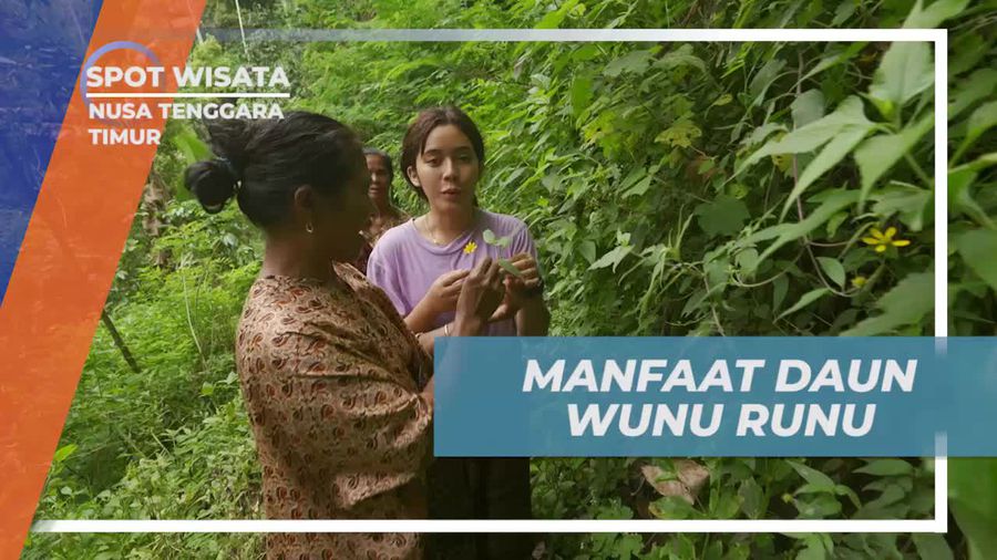 Mengumpulkan Daun Wunu Runu untuk Sikat Gigi Alami di Nusa Tenggara Timur