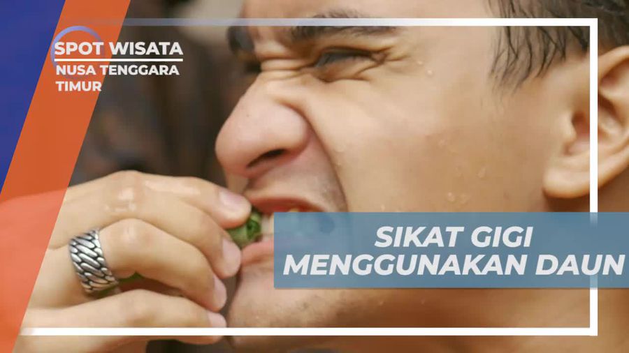 Menggunakan Daun Wunu Runu untuk Bersihkan Gigi di Nusa Tenggara Timur