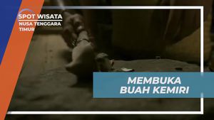 25022000 - 01 N - Membuka Buah Kemiri, Nusa Tenggara Timur