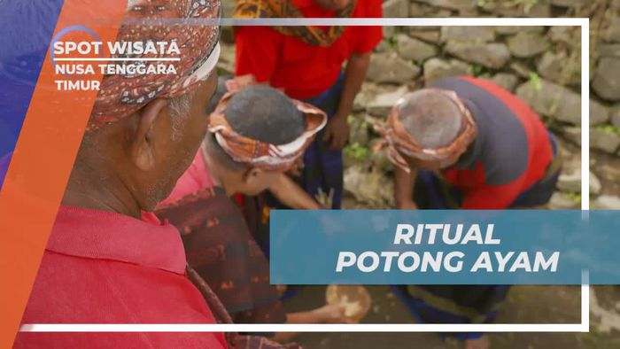 Mengikuti Ritual Potong Ayam Sebagai Perkenalan di Nusa Tenggara Timur