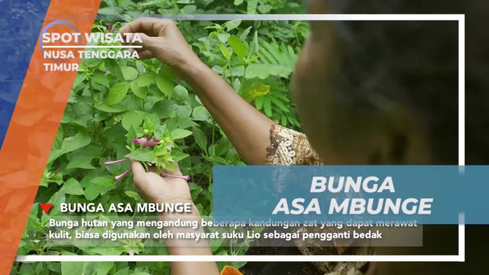 Memetik Bunga Asa Mbunge untuk Perawatan Kulit di Nusa Tenggara Timur