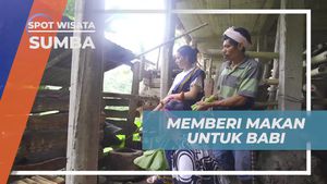 Memberi Pakan Babi dengan Daun Talas yang Dipetik di Kampung Prai Ijing, Sumba