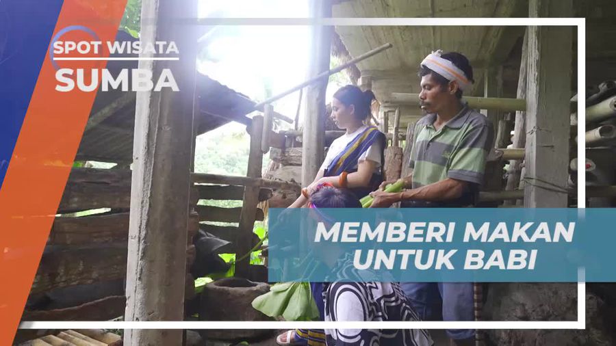 Memberi Pakan Babi dengan Daun Talas yang Dipetik di Kampung Prai Ijing, Sumba
