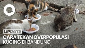 Video Solusi Masalah Overpopulasi Kucing Liar di Bandung: Sterilisasi