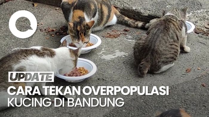 Video Solusi Masalah Overpopulasi Kucing Liar di Bandung: Sterilisasi