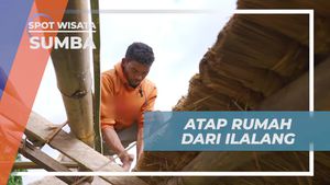 Menyusun Atap Rumah dari Ilalang dengan Tradisi Pasolorana Ngaingo di Prai Ijing, Sumba