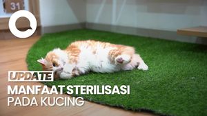 Video: Cat Lovers Wajib Tahu! Ini Manfaat Steril pada Kucing