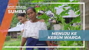 Menemukan Bahan Pakan Ternak di Kebun Warga Kampung Prai Ijing, Sumba