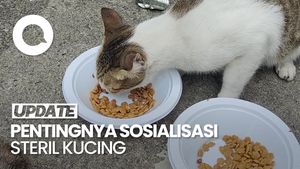Video: 2 Hal yang Bisa Dilakukan Pemerintah untuk Cegah Overpopulasi Kucing