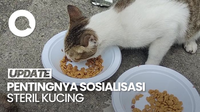 Video: 2 Hal yang Bisa Dilakukan Pemerintah untuk Cegah Overpopulasi Kucing