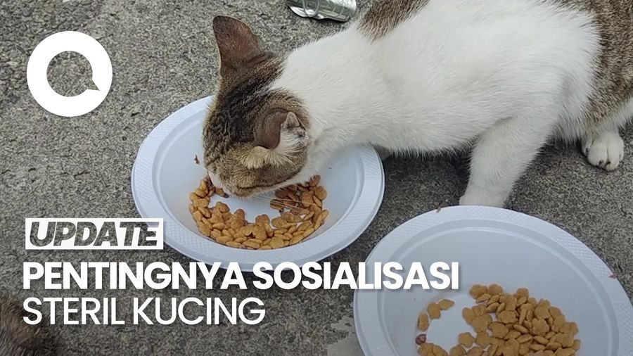 Video: 2 Hal yang Bisa Dilakukan Pemerintah untuk Cegah Overpopulasi Kucing