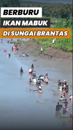 Video: Momen Warga Blitar Berburu Ikan Mabuk di Sungai Brantas