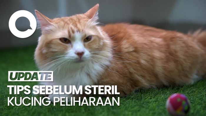 Video: Perhatikan Hal Ini Sebelum Steril Kucing Peliharaan!