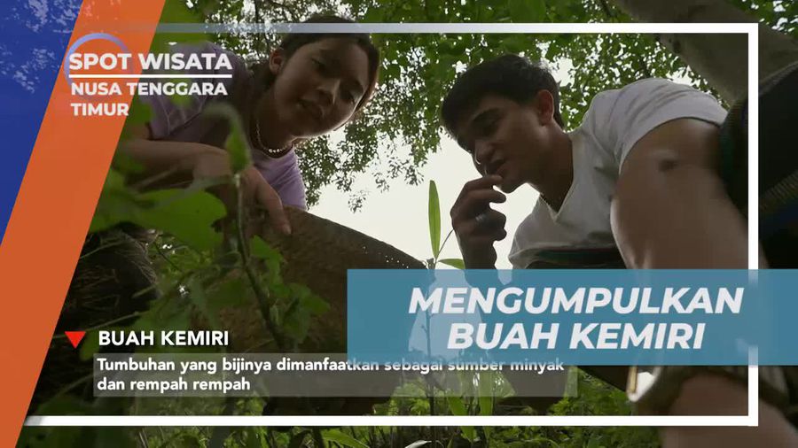 Kumpulkan Buah Kemiri Pagi Cerah di Nusa Tenggara Timur
