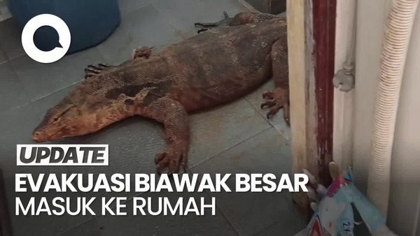 Video: Momen Damkar Evakuasi Biawak Besar yang Masuk ke Rumah Warga di Depok