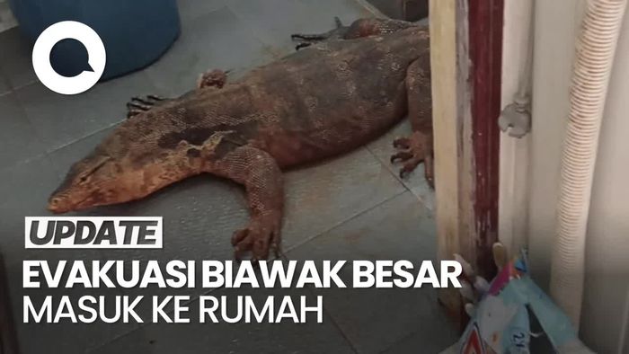 Video: Momen Damkar Evakuasi Biawak Besar yang Masuk ke Rumah Warga di Depok