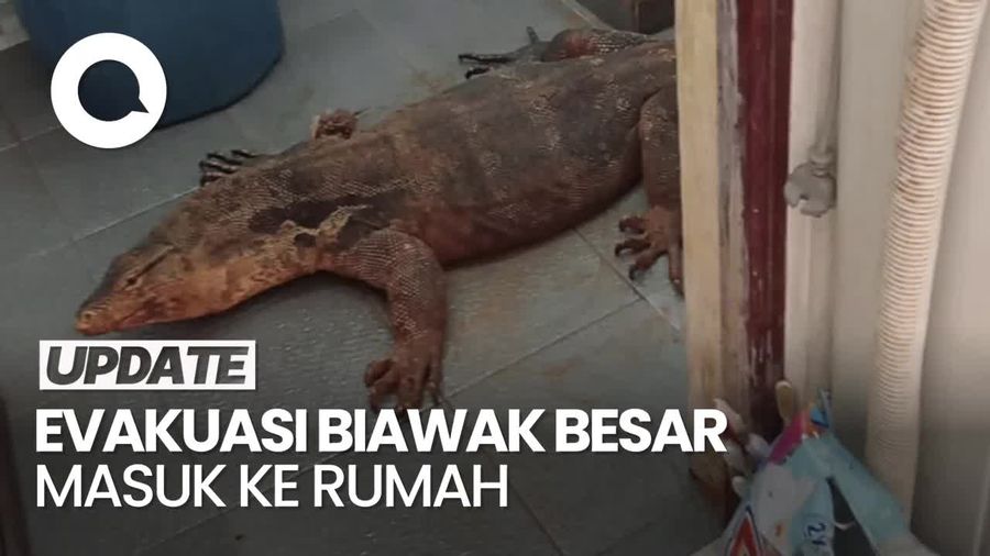 Video: Momen Damkar Evakuasi Biawak Besar yang Masuk ke Rumah Warga di Depok