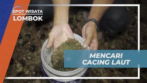 Mencari Cacing Laut Nyale dalam Tradisi Suku Sasak di Lombok
