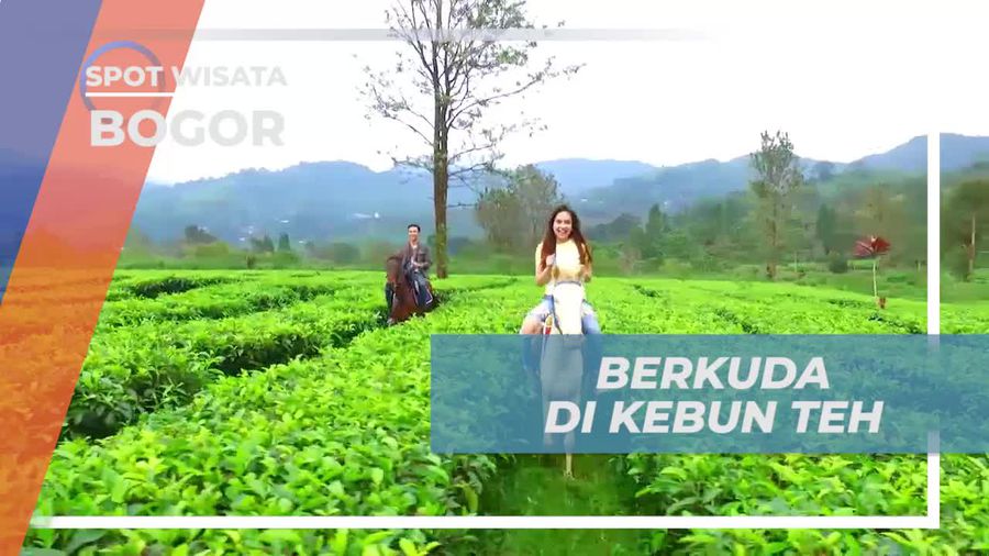 Berkuda Menelusuri Kebun Teh yang Indah di Gunung Mas, Bogor