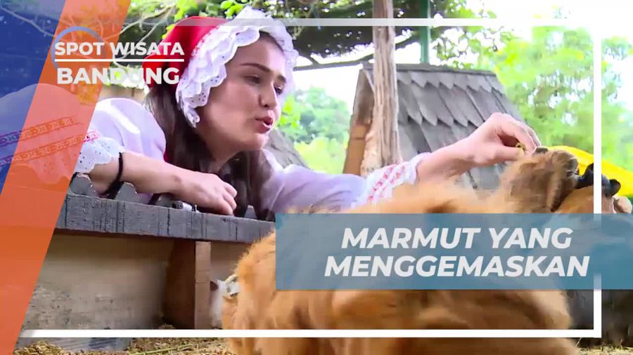 Memberi Makan Marmut yang Menggemaskan, Bandung