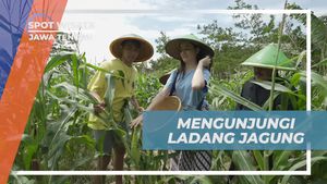 Mengunjungi Ladang Jagung di Ciseureuh Jalawastu, Jawa Tengah