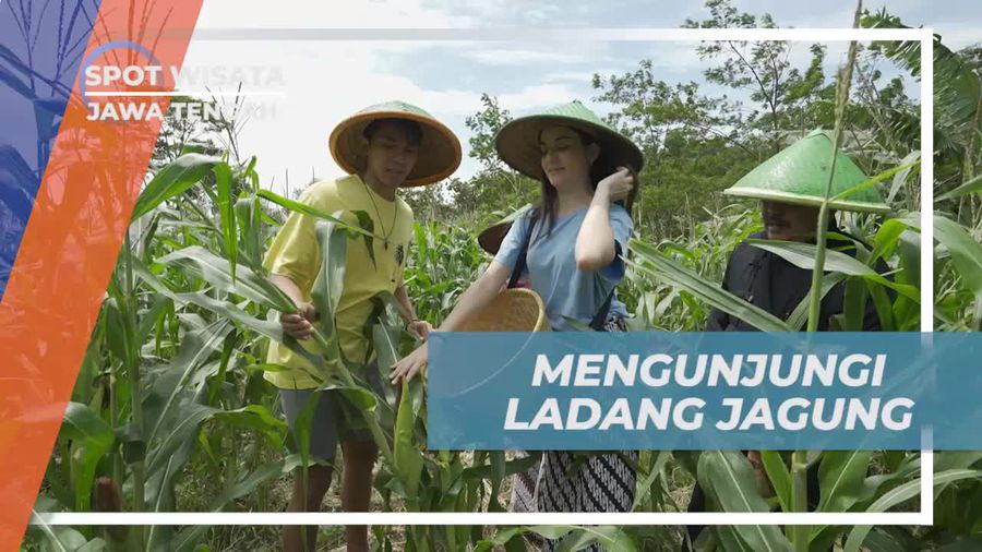 Mengunjungi Ladang Jagung di Ciseureuh Jalawastu, Jawa Tengah