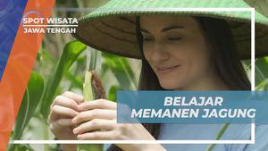 Belajar Memanen Jagung dengan Ceria, Jawa Tengah