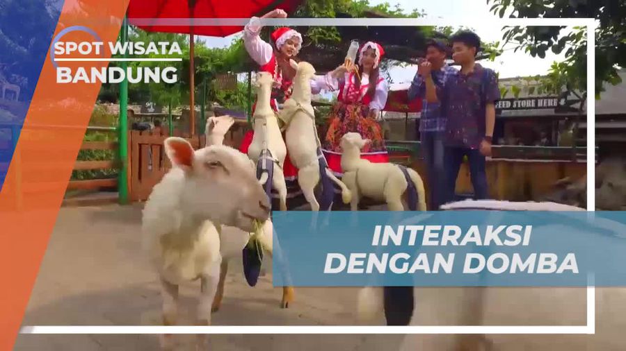 Interaksi Ceria dengan Domba Lucu, Bandung