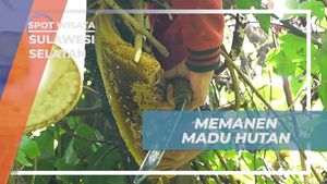Ayo Ikut Memanen Madu Hutan yang Lezat di Hutan Bonto Manurung, Sulawesi Selatan