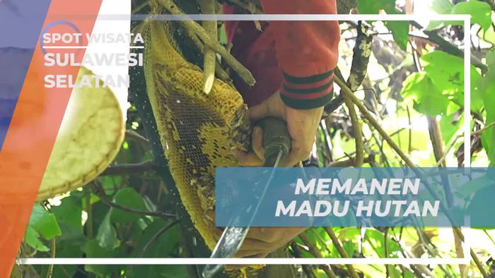 Ayo Ikut Memanen Madu Hutan yang Lezat di Hutan Bonto Manurung, Sulawesi Selatan