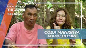 Cicipi Manisnya Madu Hutan yang Dipanen di Bonto Manurung, Sulawesi Selatan