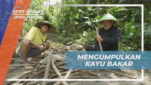 Bersama Warga Mengumpulkan Kayu Bakar di Ciseureuh Jalawastu, Jawa Tengah
